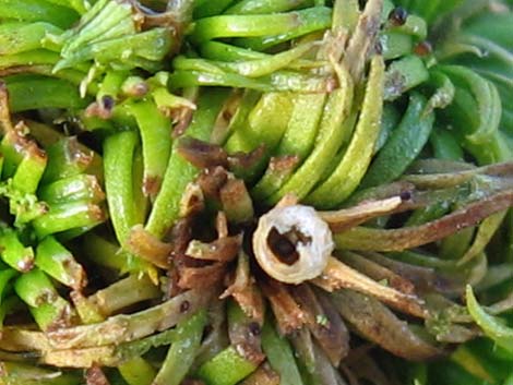 Creosote Gall Midge (Asphondylia auripila)