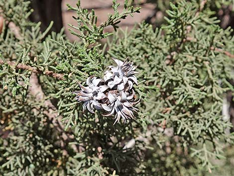 Juniper Gall Midge (Walshomyia)
