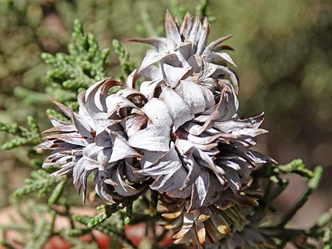 Juniper Gall Midge (Walshomyia)