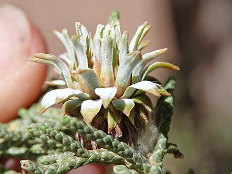 Juniper Gall Midge (Walshomyia)
