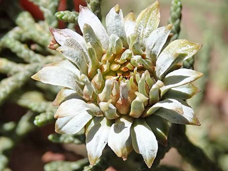 Juniper Gall Midge (Walshomyia)