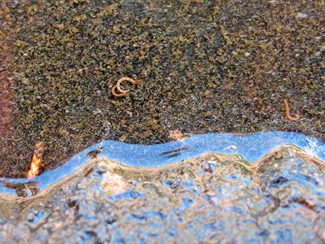 Midge larvae (Diptera, Chironomidae)