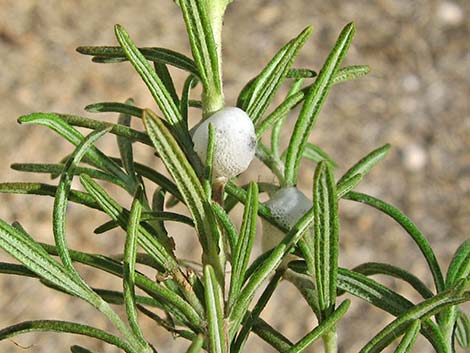 Spittlebugs (Family Cercopidae)