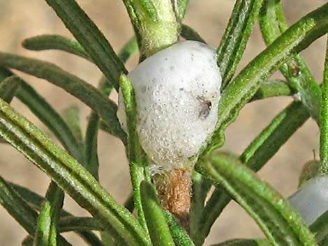 Spittlebugs (Family Cercopidae)