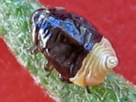 Spittlebugs (Family Cercopidae)