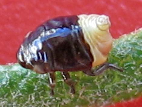 Family Cercopidae: Spittlebugs