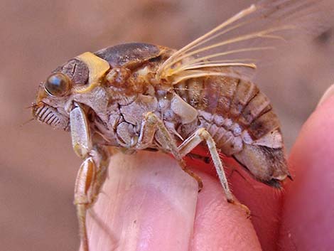 Desert Cicada (Diceroprocta apache)