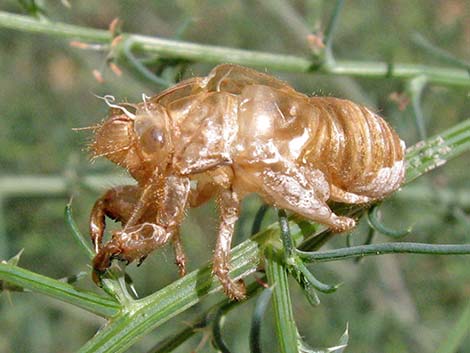 Desert Cicada (Diceroprocta apache)