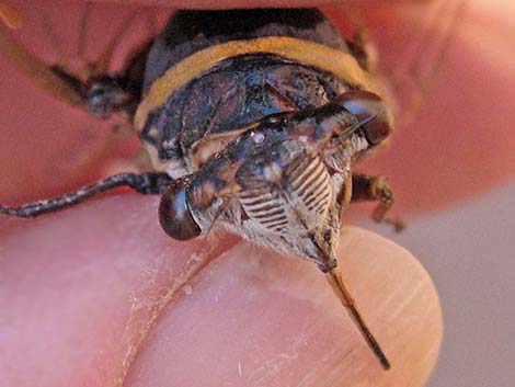 Desert Cicada (Diceroprocta apache)