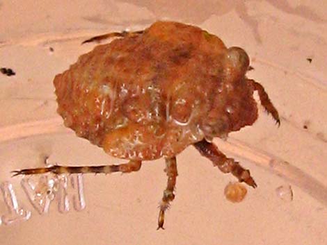 Big-Eyed Toad Bug (Gelastocoris oculatus)