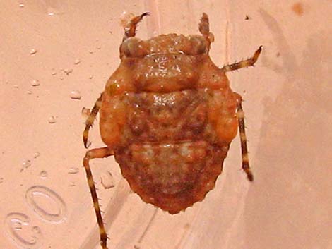 Big-Eyed Toad Bug (Gelastocoris oculatus)