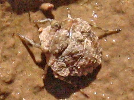 Big-Eyed Toad Bug (Gelastocoris oculatus)