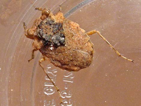 Big-Eyed Toad Bug (Gelastocoris oculatus)