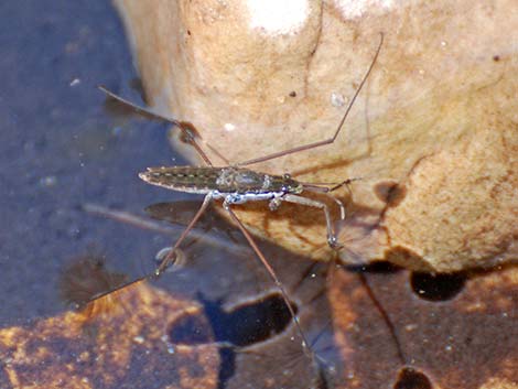 Water Strider (Gerris remigis)