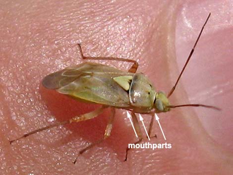 heteroptera