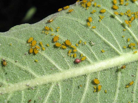 Aphids (Family Aphididae)