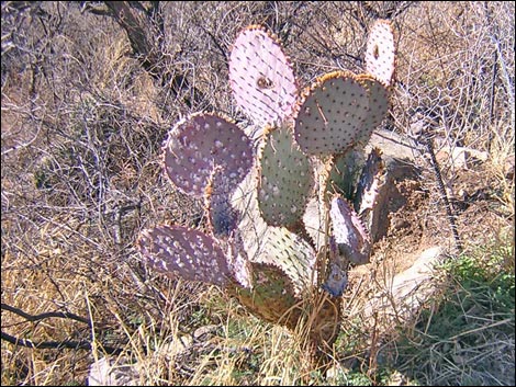 Cochineal (Dactylopius spp)