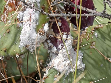 Cochineal (Dactylopius spp)