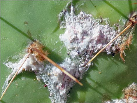 Cochineal (Dactylopius spp)