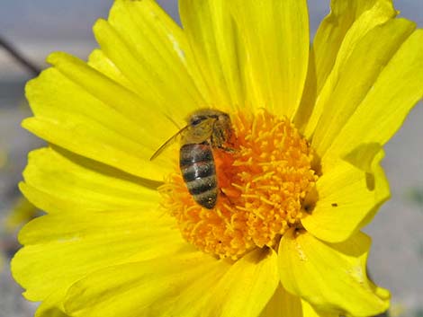 Honey Bee (Apis mellifera)