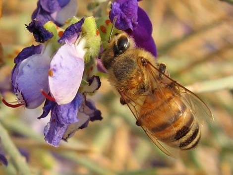 Honey Bee (Apis mellifera)