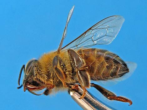 Honey Bee (Apis mellifera)