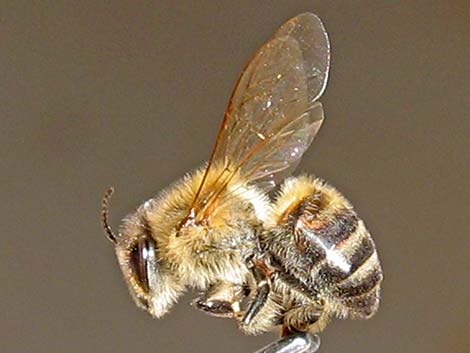 Honey Bee (Apis mellifera)