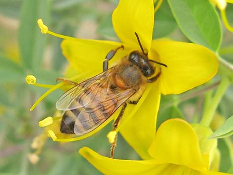 Honey Bee (Apis mellifera)