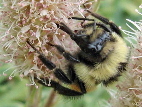 Hunt Bumble Bee (Bombus huntii)