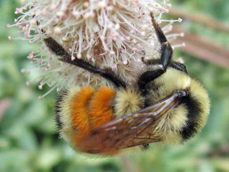 Hunt Bumble Bee (Bombus huntii)