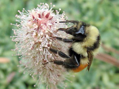 Hunt Bumble Bee (Bombus huntii)