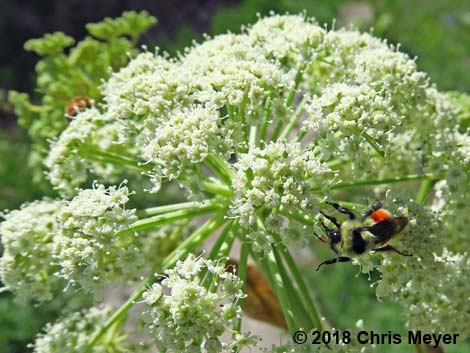 Hunt Bumble Bee (Bombus huntii)