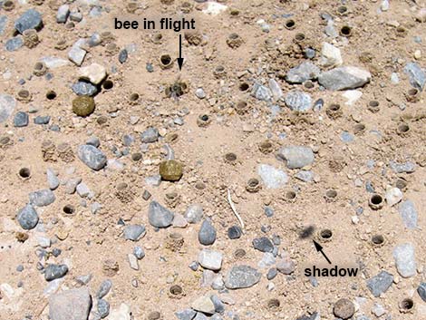 Mining Bees (Andrenidae)