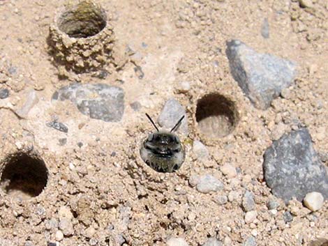 Mining Bees (Andrenidae)