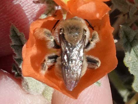 Mining Bees (Andrenidae)