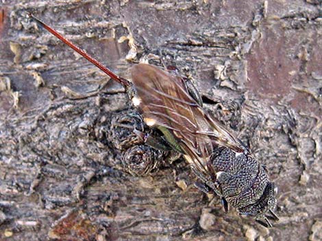 Chalcid Wasp (Acanthothalcis nigricans)