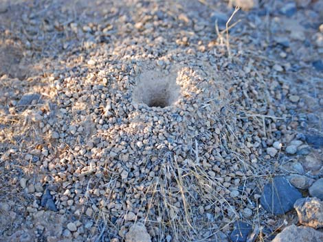 ant hill