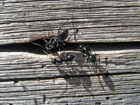 Western Carpenter Ant (Camponotus modoc)