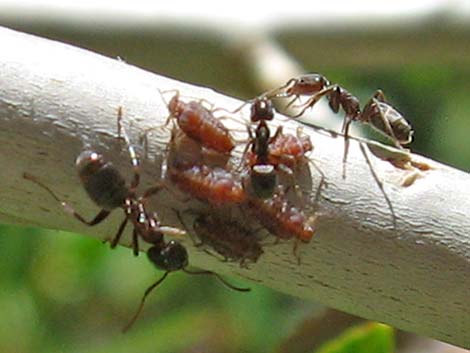 Ants tending aphids