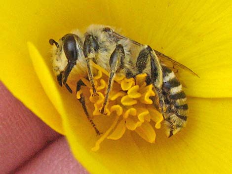 Leaf-cutter Bees (Hymenoptera, Megachilidae)