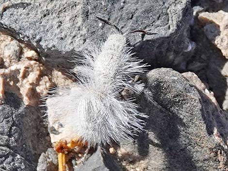 Red Velvet Ant (Dasymutilla spp.)