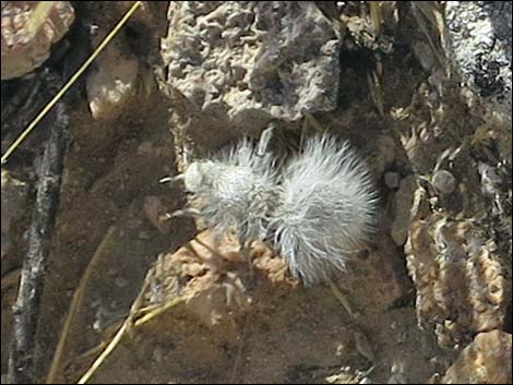 White Velvet Ant (Dasymutilla gloriosa)