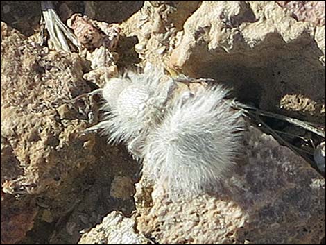 White Velvet Ant (Dasymutilla gloriosa)