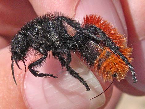 Magnificent Velvet Ant (Dasymutilla magnifica)