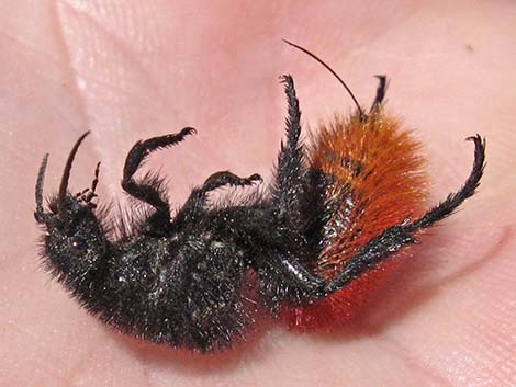 Magnificent Velvet Ant (Dasymutilla magnifica)