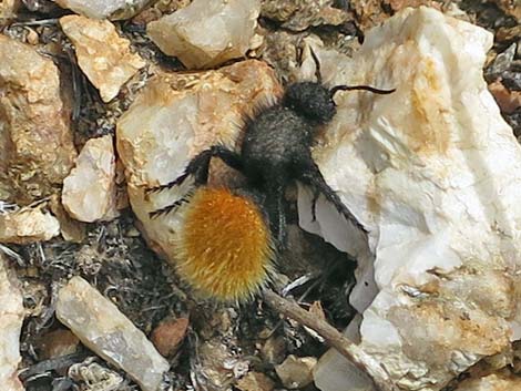 Velvet Ant (Dasymutilla spp.)