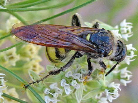 Scoliid Wasp (Campsomeris pilipes)