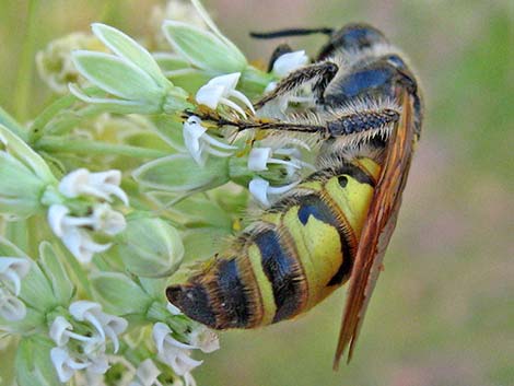 Scoliid Wasp (Campsomeris pilipes)