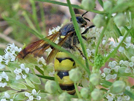 Scoliid Wasp (Campsomeris pilipes)