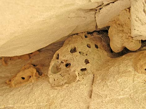 Black-and-Yellow Mud Daubers (Sceliphron caementarium)